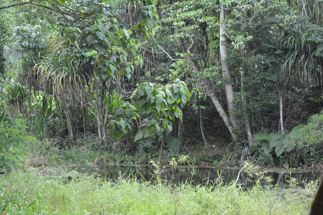 Rainforest Eco Lodge Suva Exteriör bild