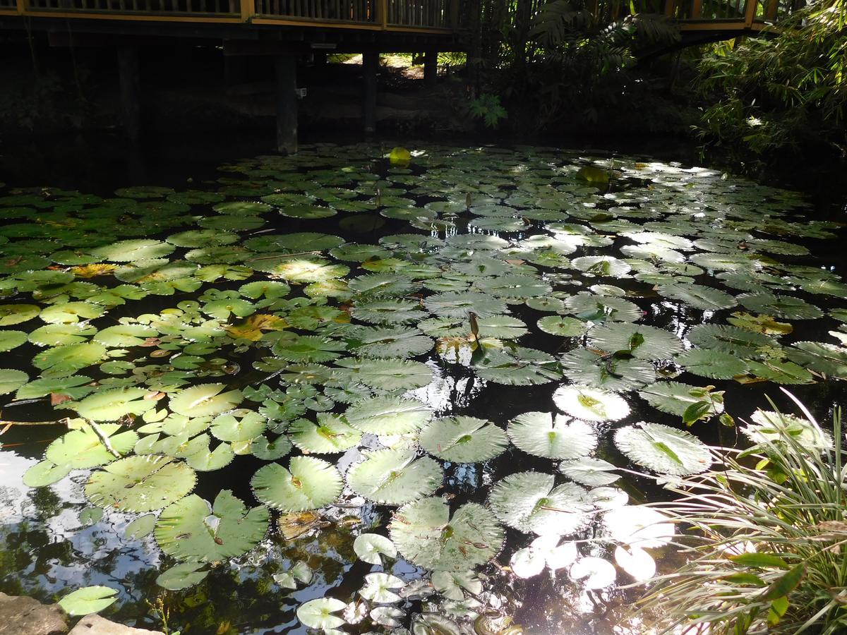 Rainforest Eco Lodge Suva Exteriör bild
