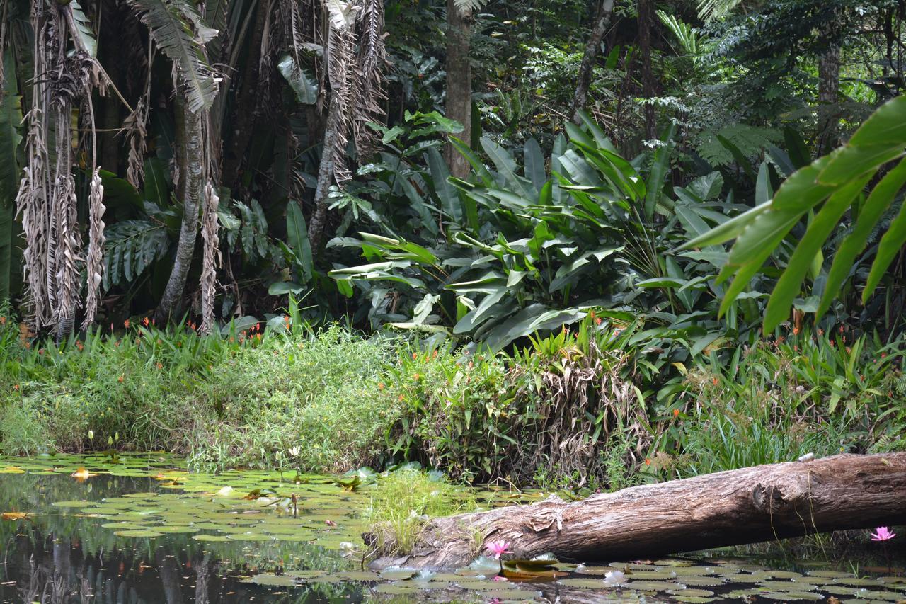 Rainforest Eco Lodge Suva Exteriör bild