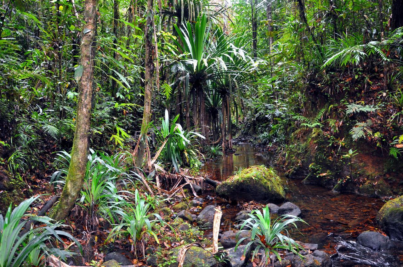Rainforest Eco Lodge Suva Exteriör bild